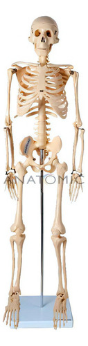 Esqueleto 85 Cm Tgd-0112 Anatomic