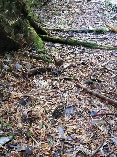 Parcela En Venta En Puerto Varas