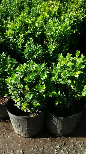 Imagen 8 de 9 de Cerco Buxus Sempervirens Bocha 10lts