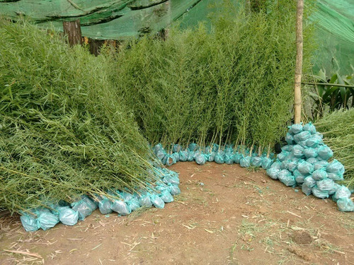 300 Sementes Bambu Cana-da-índia (phyllostachys Aurea)