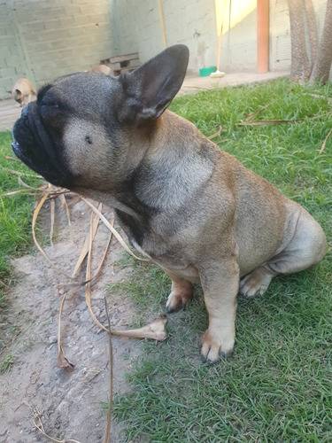 Servicio De Stud Bulldog Frances