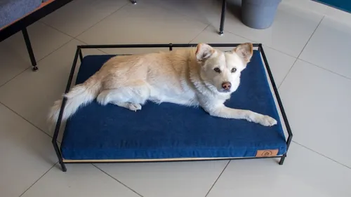 Cama De Perro De Herreria MercadoLibre