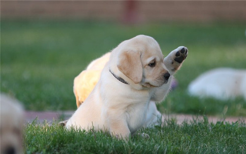 Cachorros Labrador Puros Y Adorables.