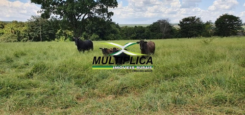 Imagem 13 de 15 de Fazenda Uberlândia Mg Para Pecuária Ou Soja, Milho 82,03 Hectares - 358