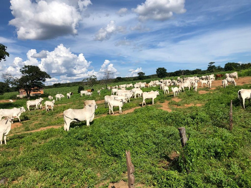 Imagem 25 de 25 de Linda Fazenda Na Bahia!!!!!