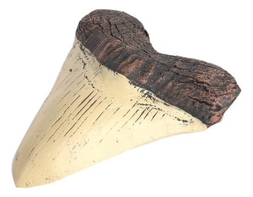 Megalodon Tooth Fossil Dente Gigante Representante De Res