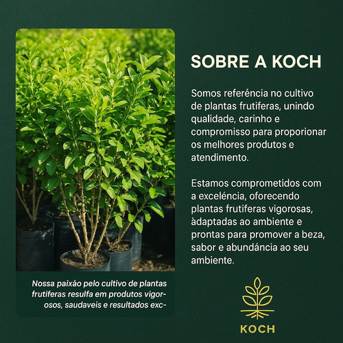 Muda Uva Branca Niagara 70cm - Frutífera 1 Unidade