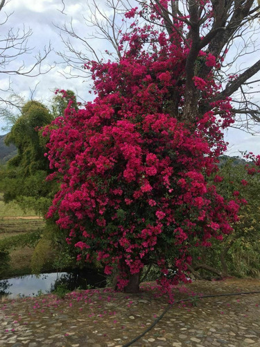 Imagen 8 de 23 de Rancho Las Buganvilias! Dream Opportunity!