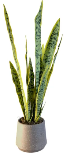 comprar Planta Artificial Espada De São Jorge Realista Vaso Premium