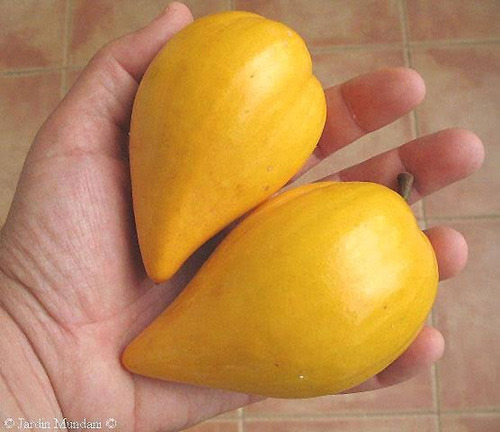 Arbol Zapote Amarillo P. Campechana Pregunte Costo De Envio