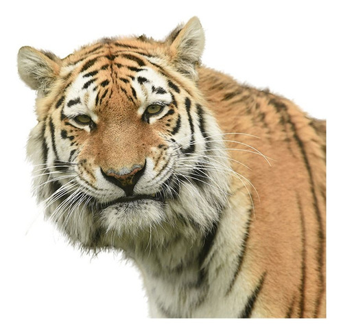 Adhesivo De Pared 3d Con Forma De Tigre, Multicolor, Arte Mu