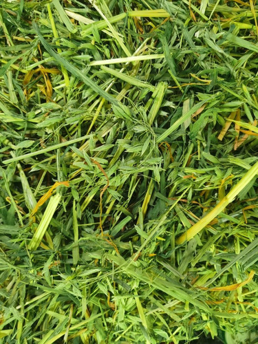 10kg De Heno De Avena 100% Orgánica