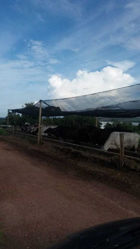 Imagem 24 de 25 de Fazenda Com 178 Hectares Rica Em Agua Em Felixlandia Mg - 36425