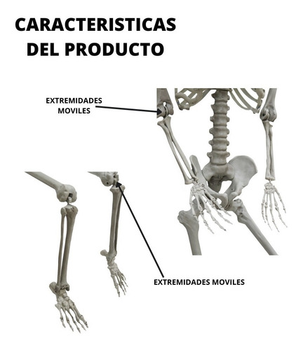 Imagen 4 de 9 de Decoracion Esqueleto Halloween 1.85 Mts Extremidades Moviles
