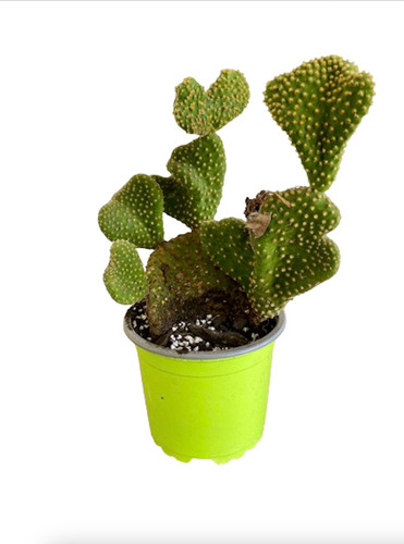 Opuntia Microdasys Var. Crestada (cerebro)