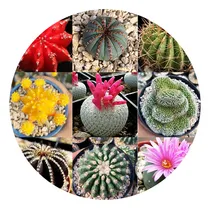 Comprar Semillas De Cactus Exóticos Paq X50 Semillas Colores Surtido
