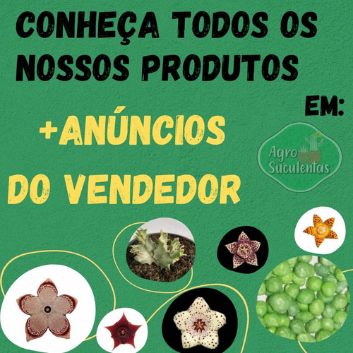 Suculenta Tapete Persa Somália Muda Rara Exótica Com Raiz