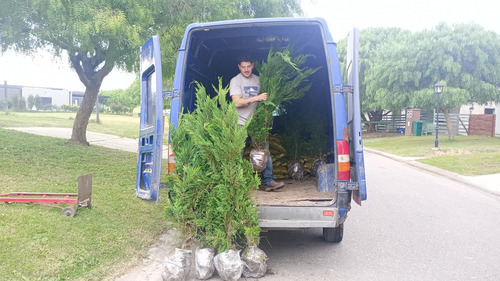 Pino Cipres Leylandii Cerco Vivo Anti Hormigas Y Heladas Verde
