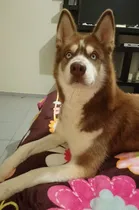 Comprar Husky Siberiano Perros Raza Pura 