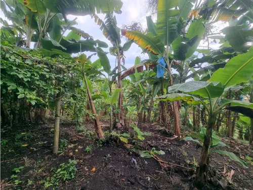 Finca De 3 Cuadras En Venta A 15 Minutos De Calarcá