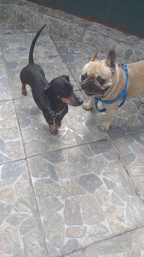 Imagen 2 de 5 de Guarderia Canina En Capital Federal
