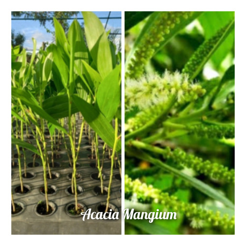 Eucalipto Arco Iris E Acacia Mangium 10 Mudas