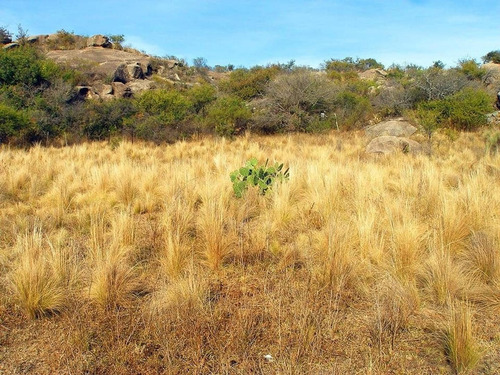 Imagen 25 de 25 de Excelente Campo Nativo De 103ha La Venta En Ojo De Agua!