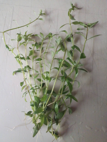 Hygrophila Polysperma, Planta Acuática De Bajos Requisitos