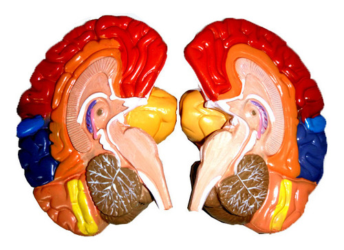 Modelo De Anatomía Del Cerebro Humano