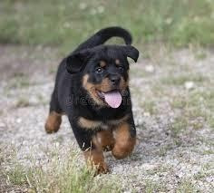 Rottweiler Cachorros Puros Listos Para Entregar