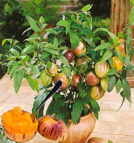 Imagem 5 de 10 de Sementes De Melão Andino Pepino Doce Solanum Muricatum