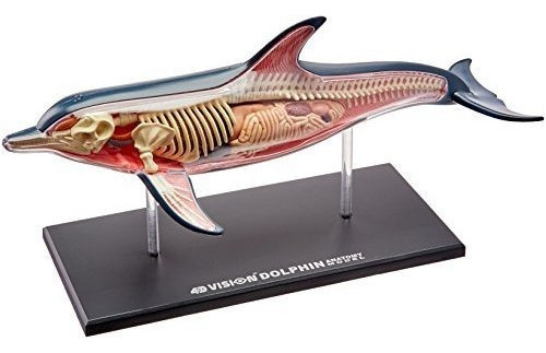 Famemaster 4d-vision Dolphin Anatomy Model