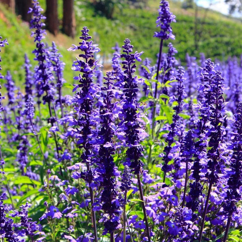 50 Semillas Salvia Azul 