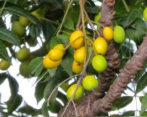 200 Sementes De Neem Indiano - Azadirachta Indica.