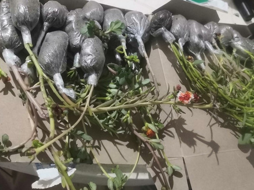 Paquete De Esquejes Flor De Amor De Un Rato