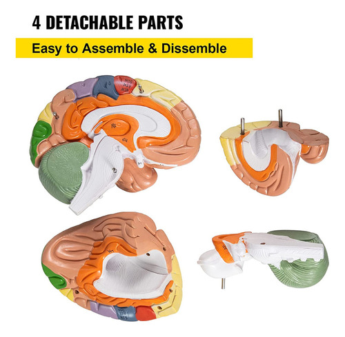 Modelo De Anatomía Del Cerebro Humano Modelo De 4 Partes Del
