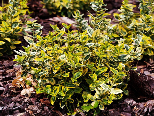 Euonymus Japónica Globoso Consulte !