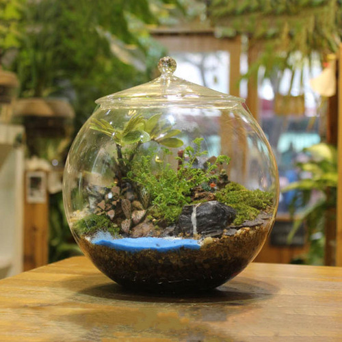Tarro De Cristal Para Terrario, Botella De Paisaje Micro,