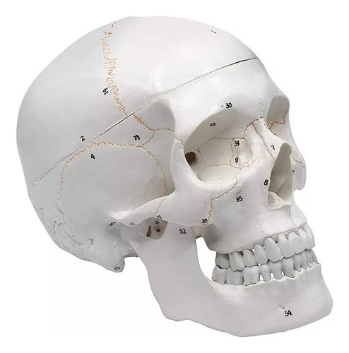 Modelo Anatómico Del Cráneo De La Cabeza Humana