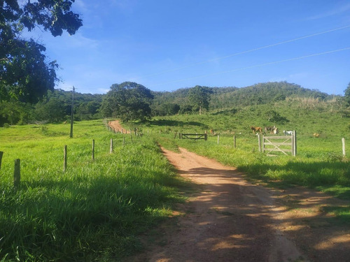 Imagem 6 de 14 de Fazenda - Jaranapolis- 52 Alqueires - Infraestrutura Complet - 16
