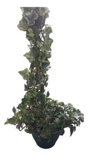 Planta Enredadera Hiedra Variegada