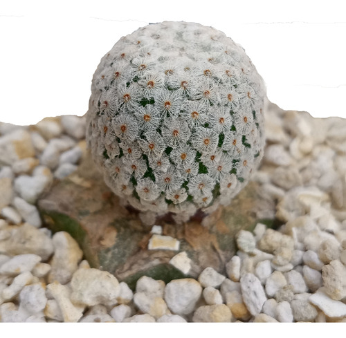 Mammillaria Breviplumosa, Cactus Exótico