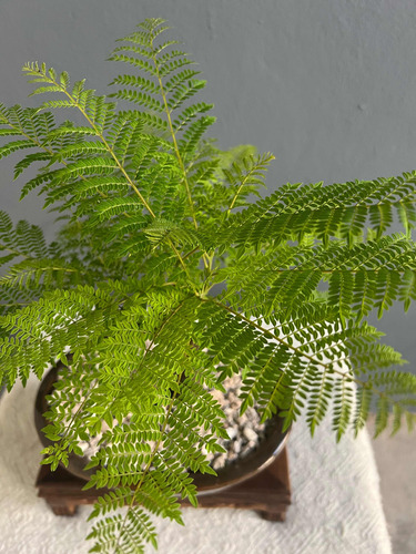 Bonsai Planta Jacaranda 15 Años 35 Cm Maceta Esmaltada N4