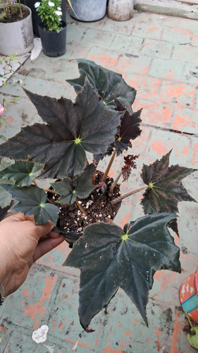 Planta De Begonia Rex