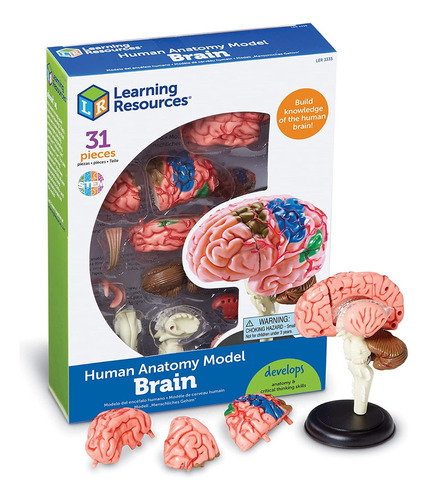 Modelo Del Cerebro Humano 31 Pzas Learning Resources