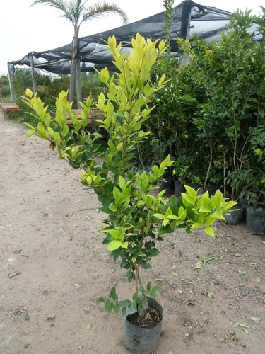 Olea Texana, Ligustrum Texanum, Cerco Vivo 10lts