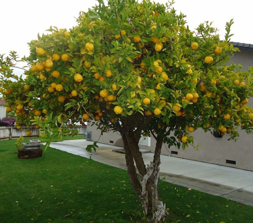 Limón Eureka