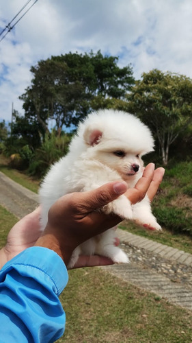 Perrito Pomerania Mini