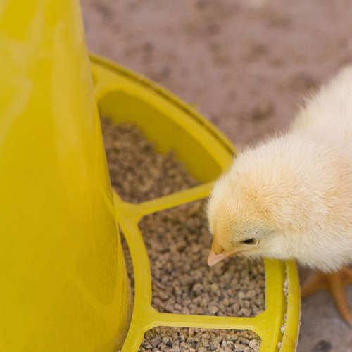 Para Pollos Para Pollitos Para Pollos Sin Desperdicio