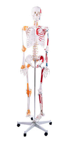 Esqueleto Con Musculos Y Ligamentos Tesslab 180 Cm